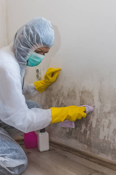 Best Mold Remediation for Healthcare Facilities  in Margate, FL