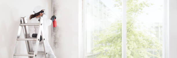Best Mold Damage Restoration  in Margate, FL